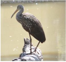 Johnny Johnson photographed this Limpkin on an oxbow lake of the Neches River east of Silsbee earlier this month.