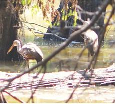 This photo taken by Johnny Johnson shows several Limpkins wading together in or near the Neches River.He has spotted as many as 12 at one time.