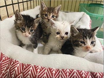 Four kittens were from another colony in Silsbee that were extremely sick with multiple parasites, fleas, coccidia, severe dehydration and malnutrition. They have been treated and all are doing so much better. Courtesy Photos