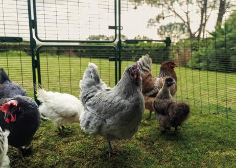 Caring for a feathered flock 3 tips to raise chickens as pets