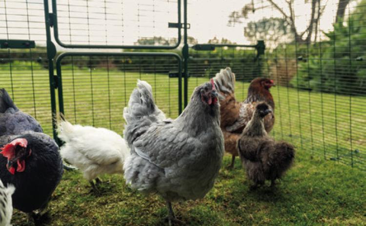 Caring for a feathered flock 3 tips to raise chickens as pets
