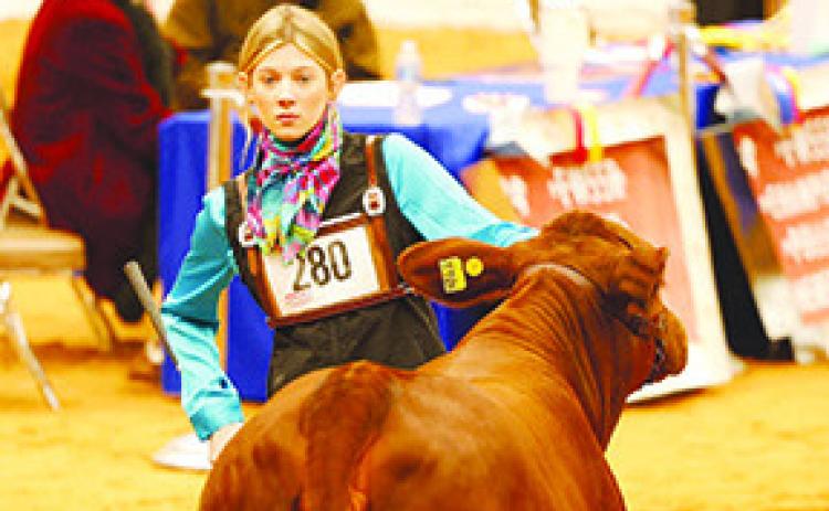 Bailey Lamberth of the Kountze Kids 4-H Club participated at the Fort Worth Livestock Show with her Beefmaster Heifer and placed 8th in Class. Courtesy photo