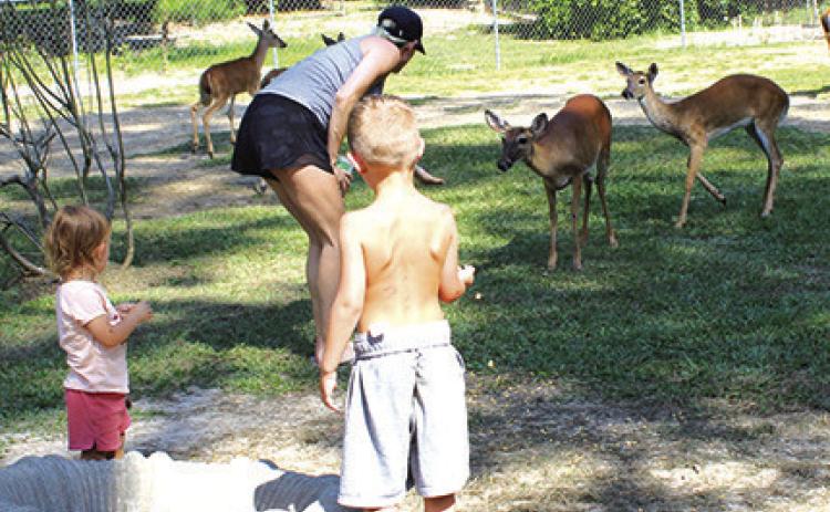 Pam Jordan’s daughter Megan Ezell and grandchildren Braxton, Bronson and Logan recently were seen feeding deer that come out of the woods behind the Jordan home frequently in search of food. Photo by Dan Eakin